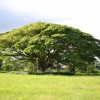 Hilo tree